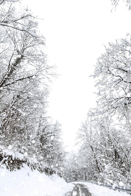 Winter forest snow road. Forest road winter snow view.