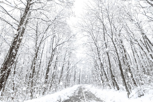 Winter forest snow road. Forest road winter snow view.