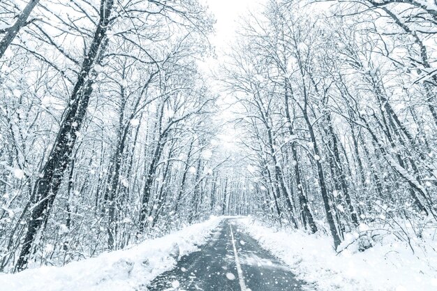 冬の森のスノーロード。林道冬の雪景色。