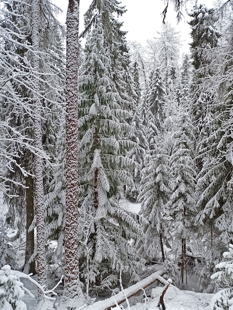 Winter forest in the snow. Tall spruce trees, snowfall, frosty winter.