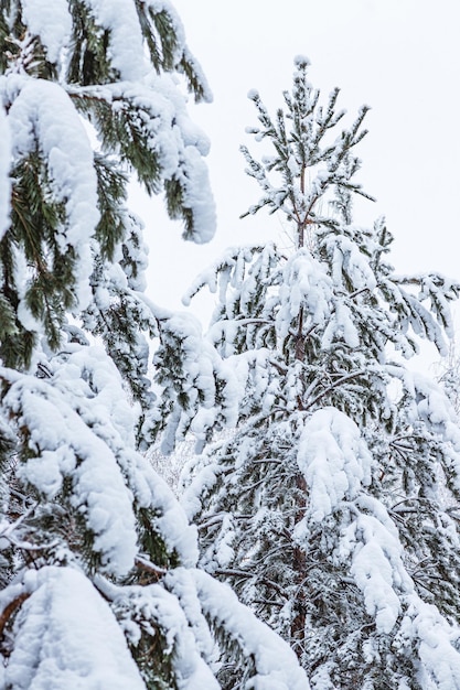 冬の森の雪に覆われた松と白樺