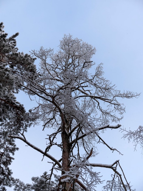 Winter forest during a snowfall natural background