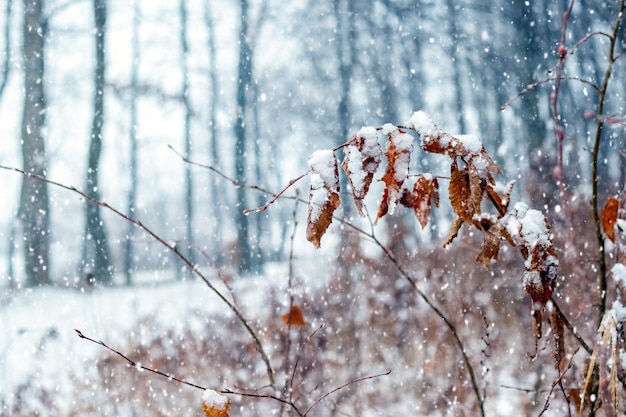雪に覆われた木の枝と遠くに乾いた葉と鹿がいる降雪時の冬の森
