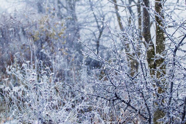 Winter forest during a snowfall with thickets of trees, shrubs and grass