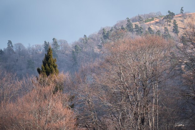 Winter forest on a sunny day