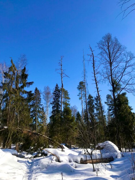 Winter forest on a sunny day