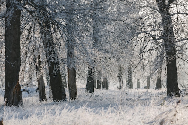 Winter forest tall trees oaks in the snow