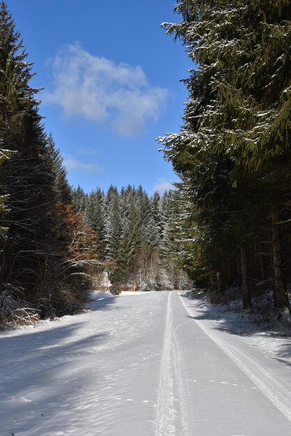 Winter forest trail