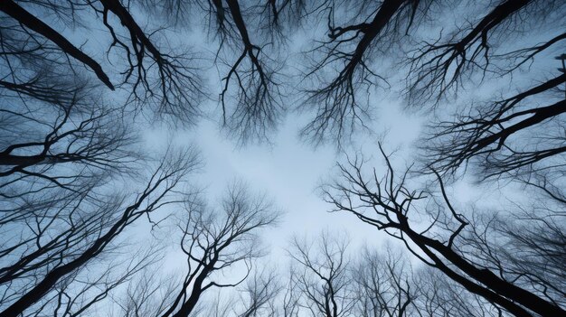 Winter forest tree branches pattern against the sky in a bottom view