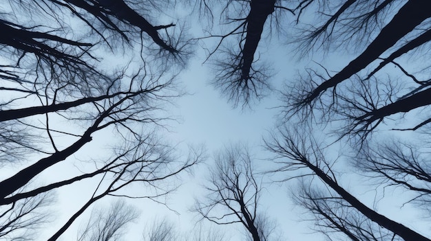 Winter forest tree branches pattern against the sky in a bottom view