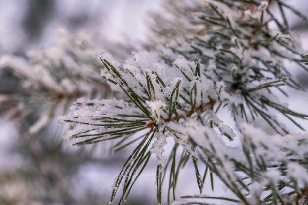 서리와 눈으로 덮인 겨울 숲 나무