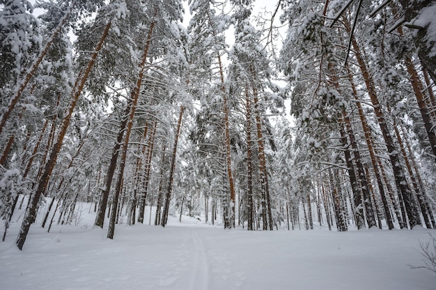 Winter forest, trees in the snow, beautiful snowy view