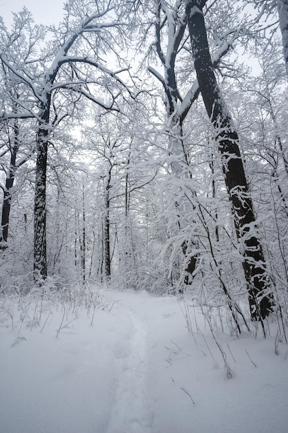 冬の森、雪の中の木々、美しい雪景色