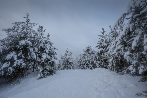 冬の森、雪の中の木々、自然写真、凍るような朝