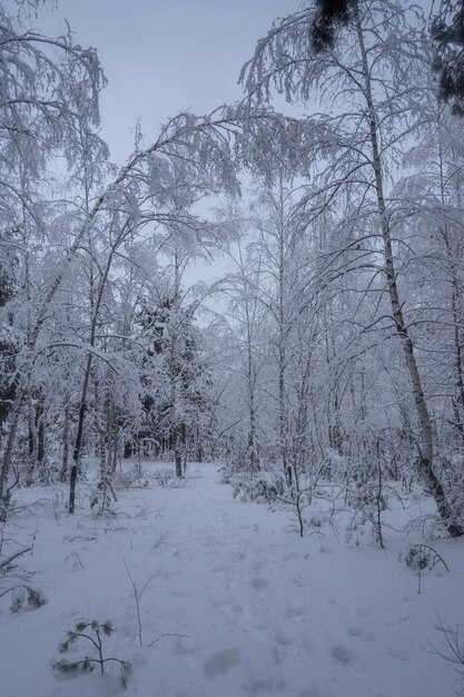 冬の森、雪の中の木々、自然写真、凍るような朝