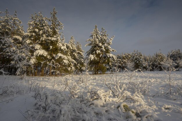 冬の森、雪の中の木々、自然写真、凍るような朝