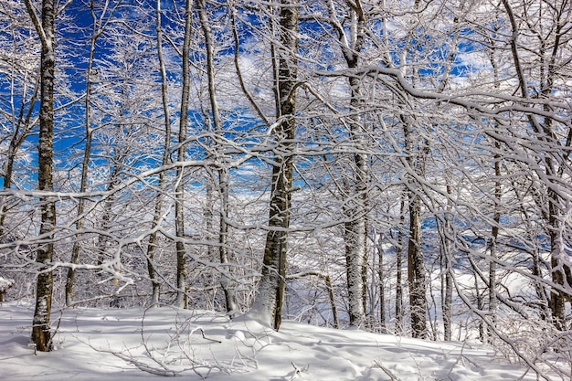 晴れた日に葉のない雪の中の冬の森の木