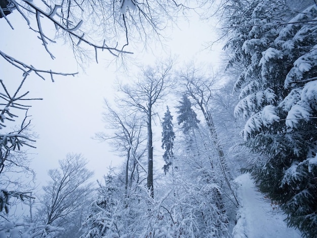 Foto foresta invernale mentre nevica alberi innevati nel parco invernale buio e nebbioso sentiero a piedi serale