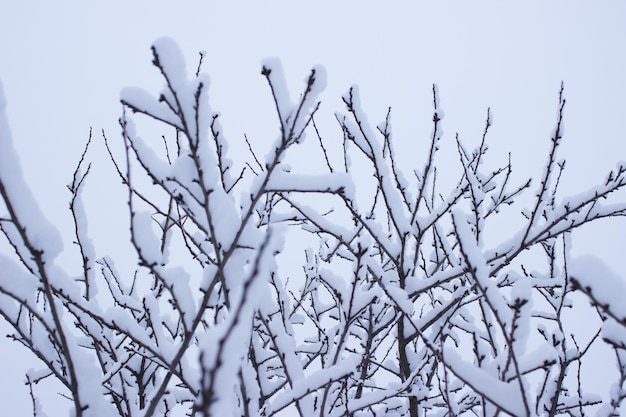 winter forest in the winter trees in wintersnow covered trees snow on the branches of a tree