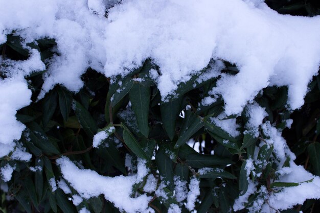 winter forest in the winter trees in wintersnow covered trees snow on the branches of a tree