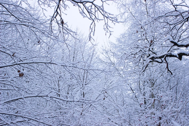 winter forest in the winter trees in wintersnow covered trees snow on the branches of a tree