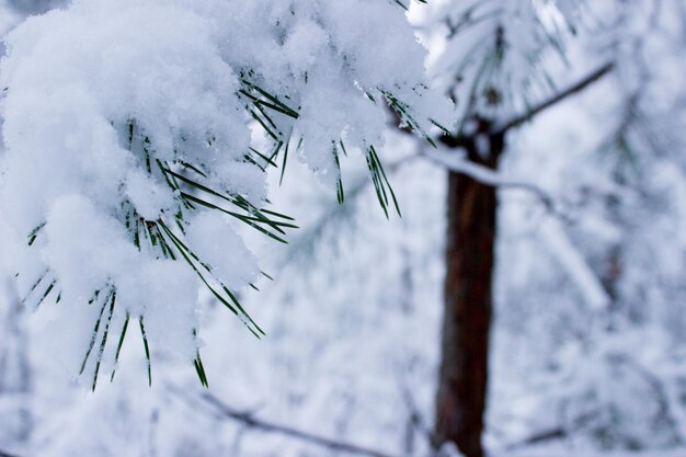 冬の冬の森冬の雪雪に覆われた木木の枝に雪が降る