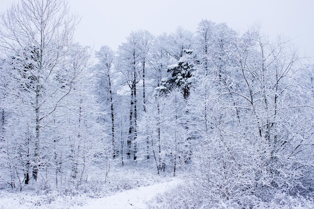 winter forest in the winter trees in wintersnow covered trees snow on the branches of a tree