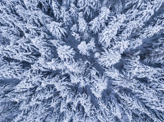 Winter forest with frosty trees, aerial view