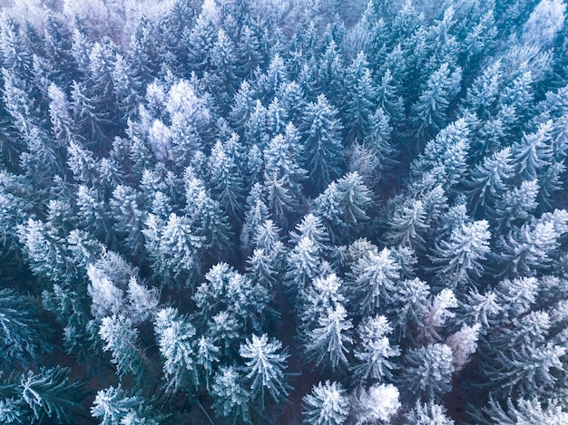 Winter forest with landscape of frosty trees