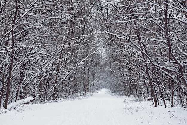 Winter forest with path