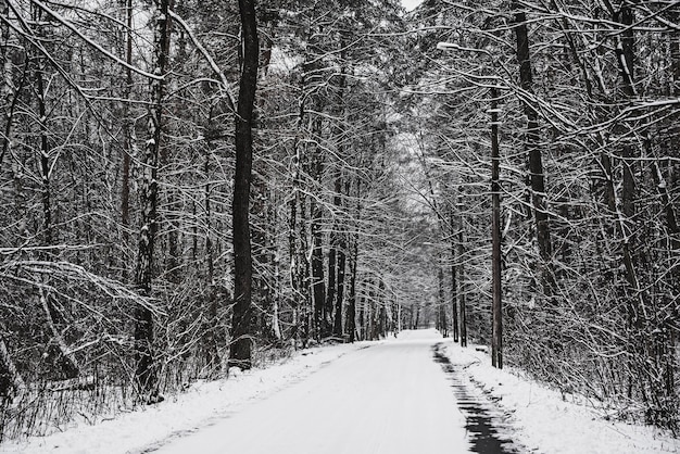 Winter forest with path