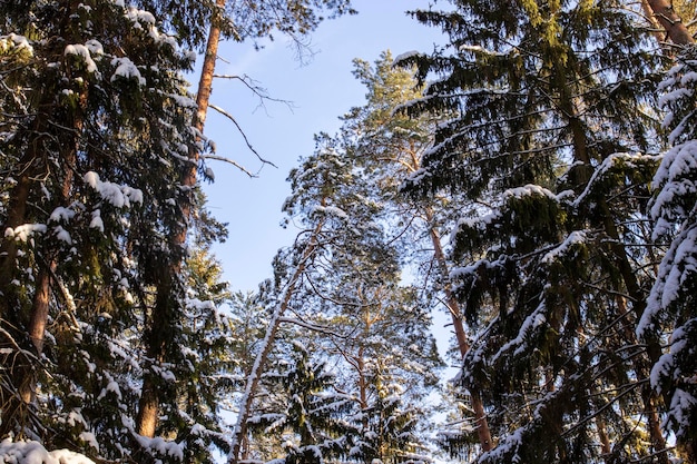 Winter forest with pine tree in sunbeams