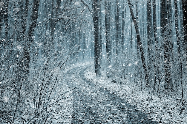 Winter forest with a road during heavy snowfall