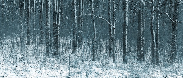 Winter forest with snow-covered trees on a cloudy day