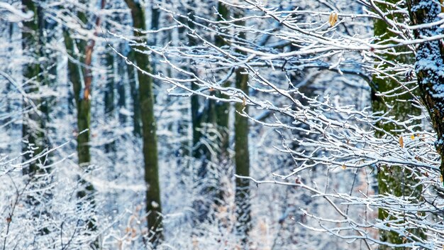 雪に覆われた木々のある冬の森。森の中の冬