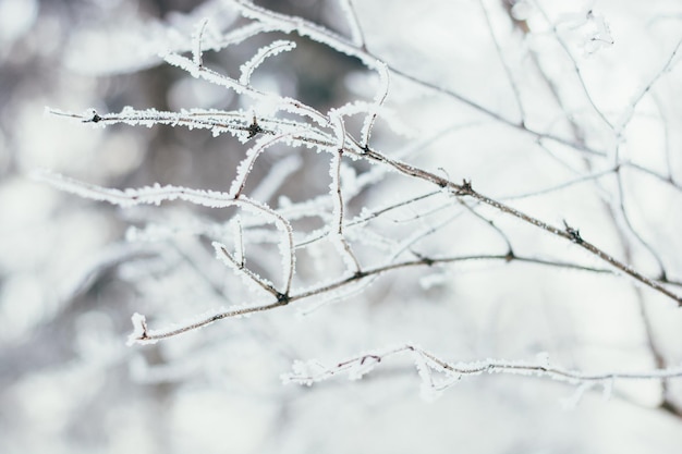 Winter forest with snow on trees and floor