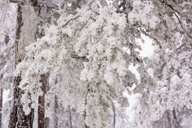 木々に雪が降る冬の森