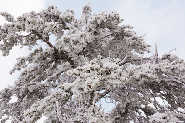 木々に雪が降る冬の森