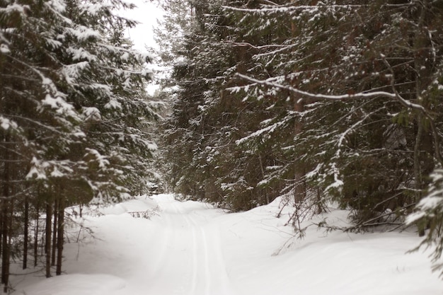 Winter forest with snow