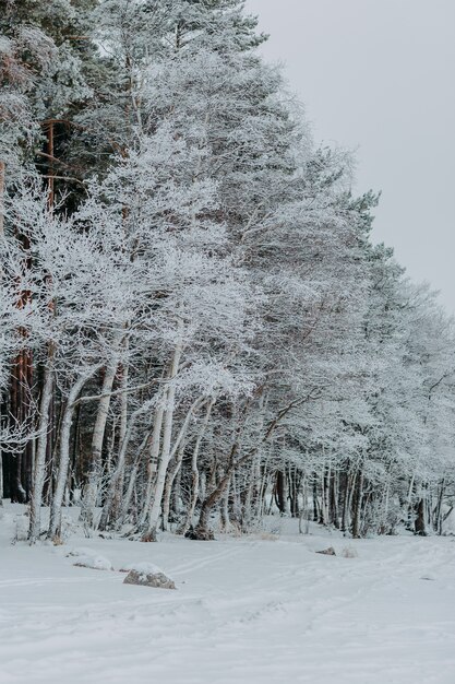 눈 덮인 전나무가 있는 겨울 숲. 눈이 있는 전나무 가지.