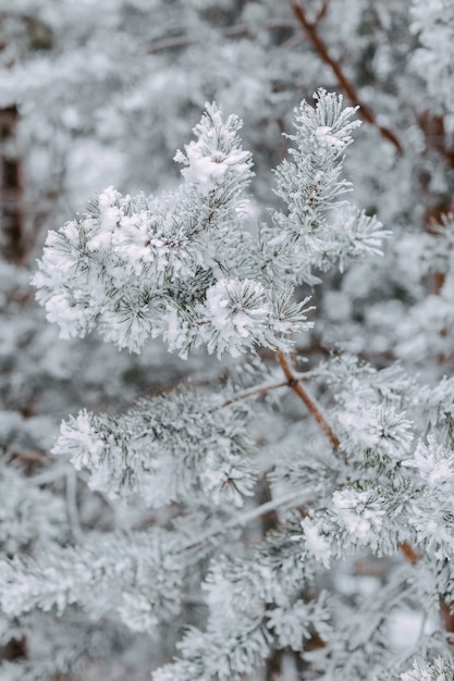 Зимний лес с заснеженными елями. Пихтовые ветки со снегом.