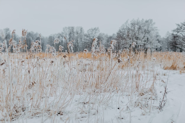 雪に覆われた草のある冬の森。森の中で最初の雪。