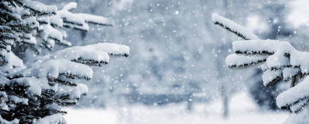 降雪時にぼやけた背景に雪に覆われたトウヒの枝を持つ冬の森