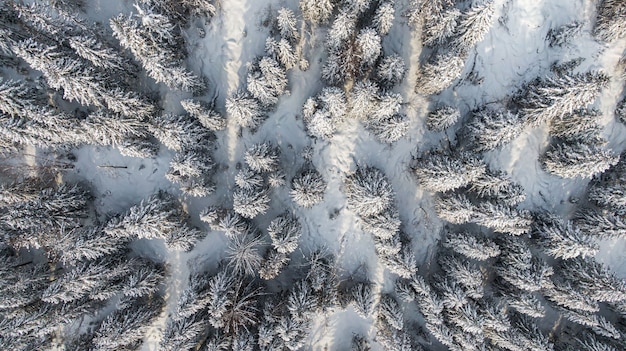 Зимний лес с заснеженными деревьями, вид с воздуха. Зимняя природа, воздушный пейзаж с замерзшей рекой, деревья, покрытые белым снегом