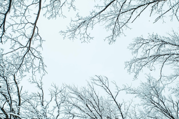 Winter forest with trees covered snow. Copy space.