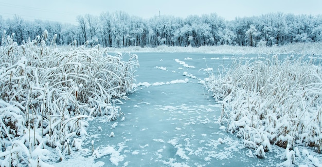 木々が雪に覆われた冬の森。雪に覆われた木々と凍った湖。冬の風景、寒い天気。冬の観光。スペースをコピーします。