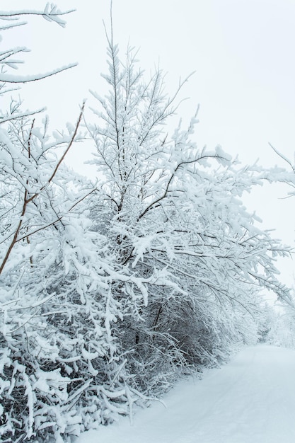 Winter forest with trees covered snow. Snowy road. Winter travel concept.