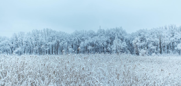 木々が雪に覆われた冬の森。冬の風景、寒い天気。冬の観光。ワイドスクリーン写真。スペースをコピーします。