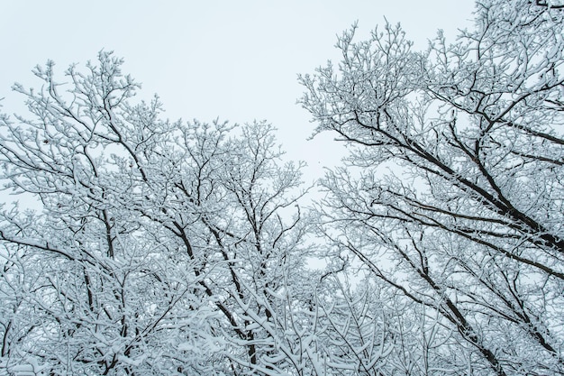 木々が雪に覆われた冬の森。
