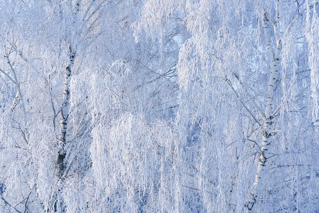 Winter forest with trees covered with snow and frost Beautiful shiny frost on the branches in the frosty sunlight High quality photo